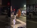 Big Bear Giving Hugs