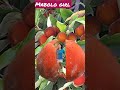 Mabolo Fruit So Delicious And Rare Fruit Viral Shorts Lelitasvlogchannel3999 Mabolo Fruit So Delicious And Rare Fruit Viral Shorts Lelitasvlogchannel3999