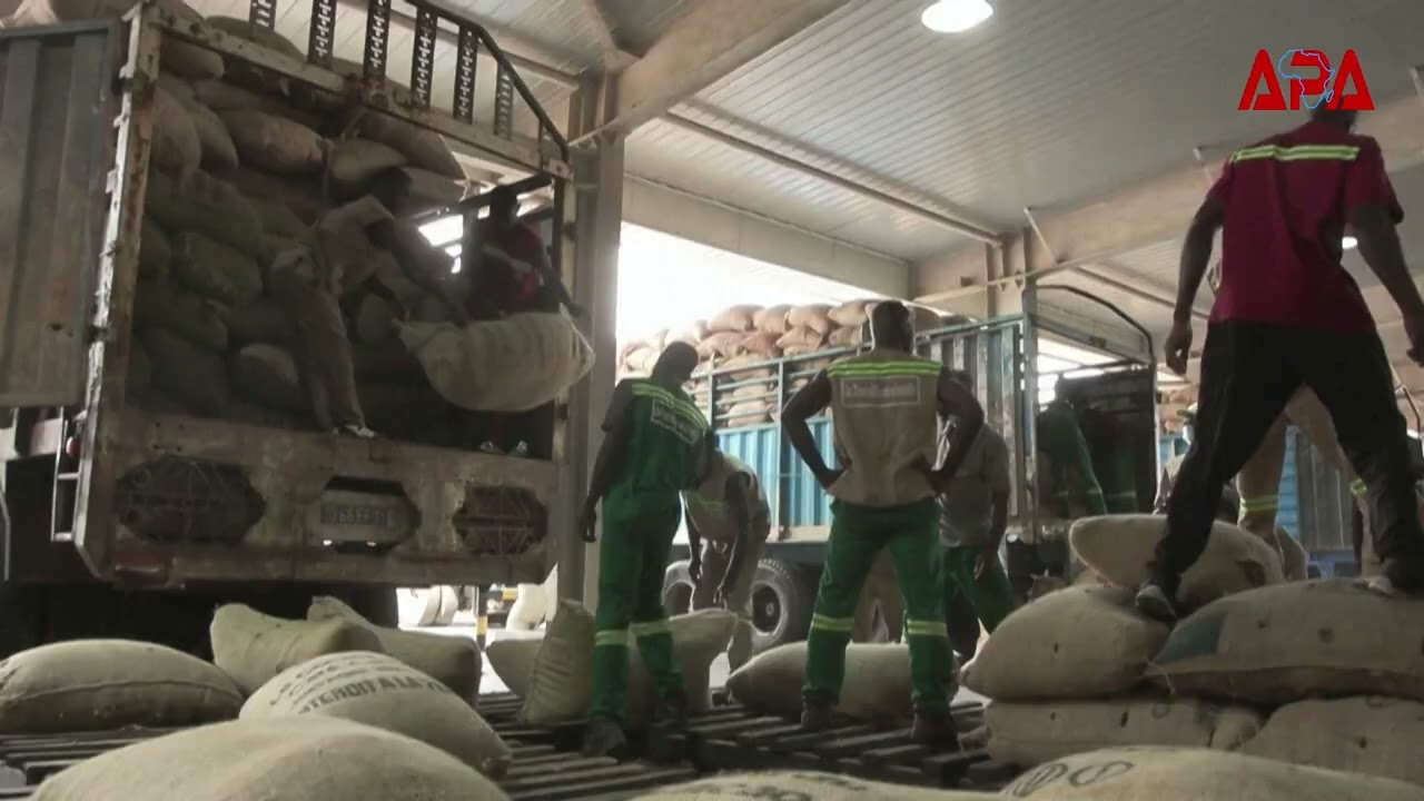 Côte d'Ivoire : l'Etat a commencé l'achat des stocks de cacao pour résoudre la crise