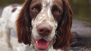 My lovely evening walk - GoPro Hero 11 black by Finn the Spaniel  25 views 10 months ago 7 minutes, 55 seconds