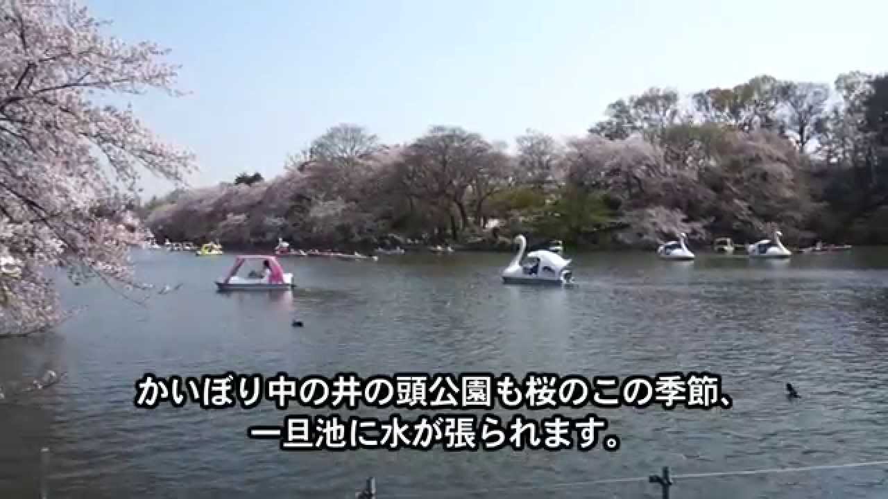井の頭恩賜公園の桜21年の見頃時期や開花状況とライトアップ