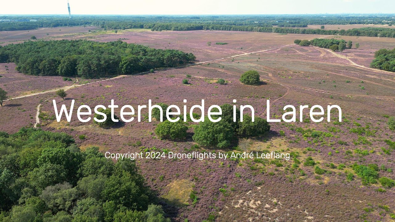Westerheide in Laren
