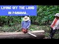 Harvesting Lumber from Dead Trees on Our Bocas Del Toro, Panama Property