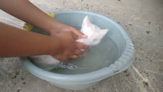 Kitten Kiko and Kitten Mochi's first bath... by Kucing Desa 1,015 views 1 year ago 4 minutes, 9 seconds