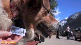 MyPetDMV.com - Helping Lost Pets with a Drivers License Tag