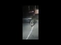 Nuovo avvistamento di un orso ai confini tra Veronese e Trentino: i fari dell'auto illuminano il ...