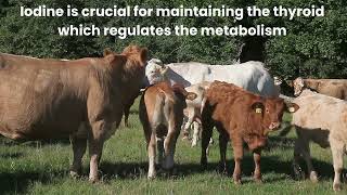 Benefits Of Iodized Salt For Livestock
