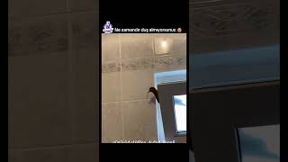 Kumrular Yuva Yapmış 😂