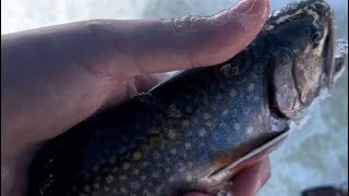 Catching some late spring brookies #fish #brooktrout #icefishing #trending #fyp #mountains #alberta