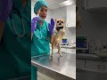#funny #comedyshorts #petshorts #duet #pets