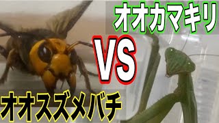 最強決定戦】オオスズメバチVSオオカマキリ！〜夏の終わりの自由研究