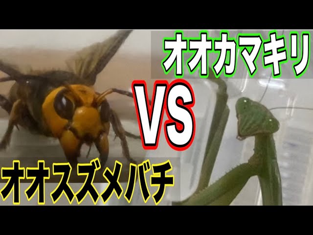 最強決定戦】オオスズメバチVSオオカマキリ！〜夏の終わりの自由研究