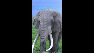 हाथी उछल क्यू नही सकता / Why cant elephant jump  | #shorts #elephant #short #facts