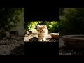 Veo 3 AI – A cat drinks water. | VO3