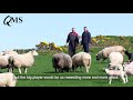 Highland Sheep Host Farm