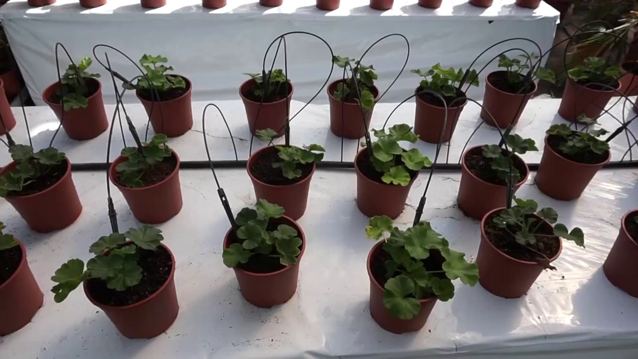 Садовый магазин в Испании / Garden Store in Spain