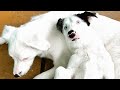 Deaf puppy is so protective of her blind brother