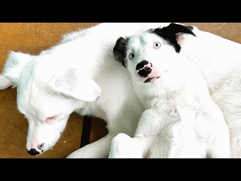 Video: Draugystė tarp kurčiųjų mergaitės ir jos kurčiųjų šuniukų įrodo nieko daugiau magiško nei šuns meilės