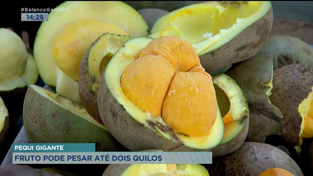 PEQUI GIGANTE: FRUTO PODE PESAR ATÉ DOIS QUILOS