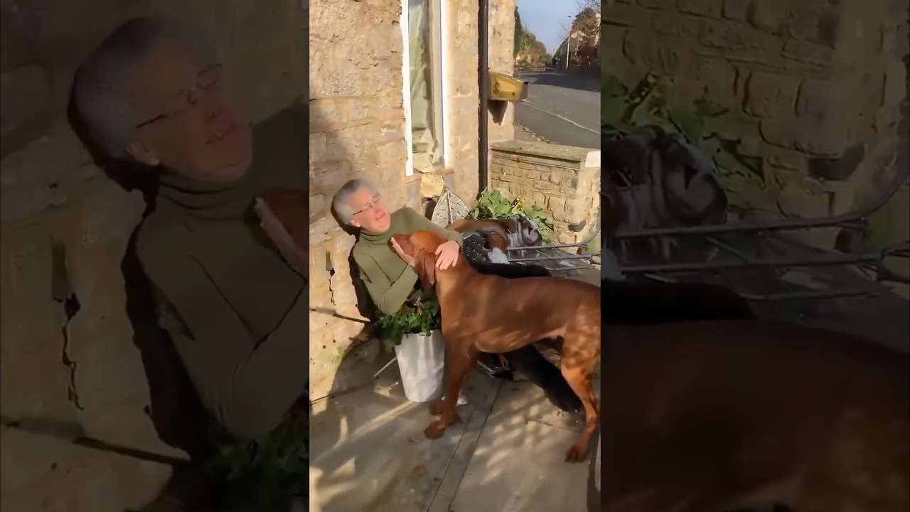 Собаки самоотверженно заботятся о бабушке❤️