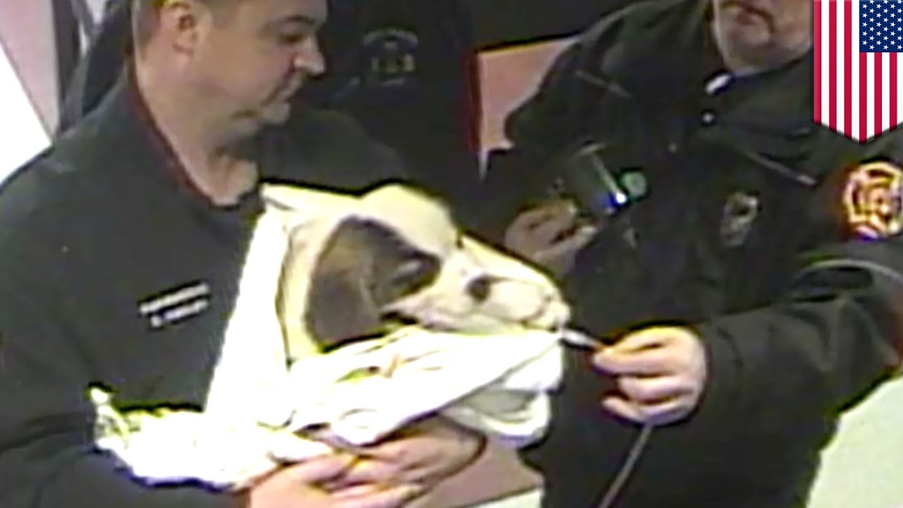 Police saving dogs: Cops to the rescue - TomoNews - YouTube