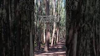 None! Lover's Lane is the most recognizable path in San Francisco #presidio #loverslane