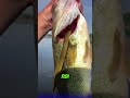 The Ancient Predator That Drills Into Fish!