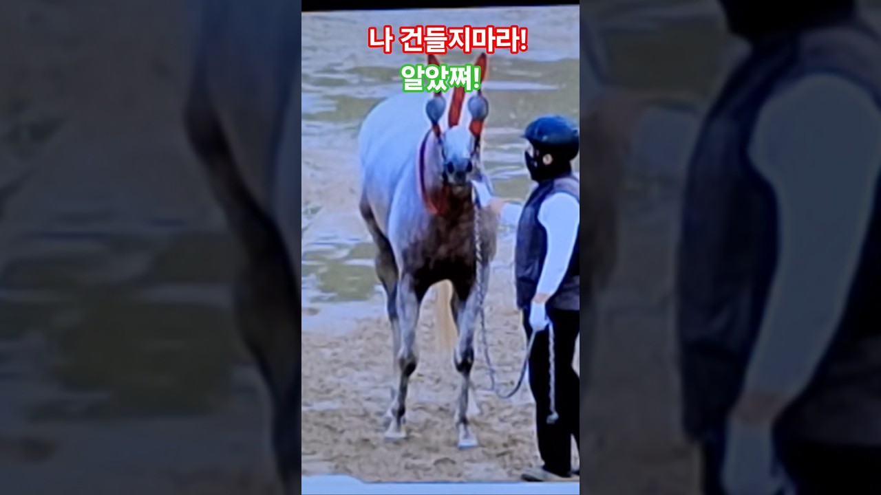 잘좀 달래봐유^^#경마 #말 #달려라말 #shorts