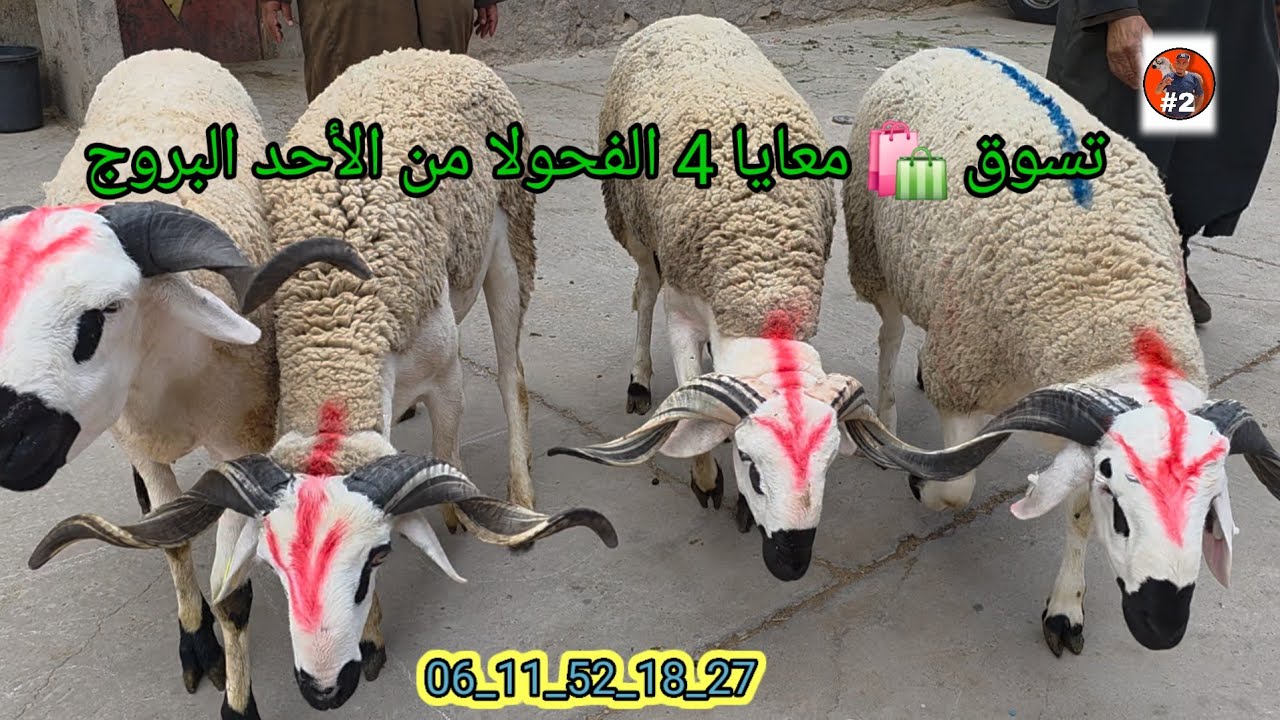 تسوق 🛍 معايا 4 الفحولا من سوق الأحد البروج بتاريخ 11/5/2025