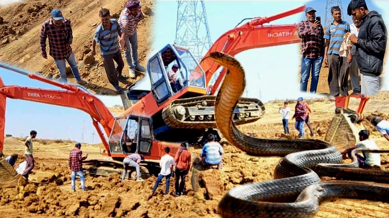 जेसीबी की खुदाई के दौरान नंदाणा गांव की इस जगह से निकला इतना बड़ा सांप... 😱 Snake Video