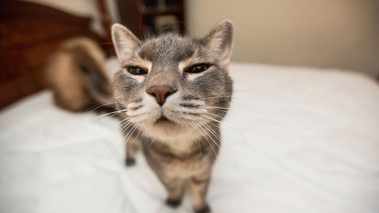 Funny PET Videos - Try Not To Laugh Challenge #48