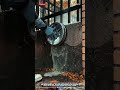Cleaning moss covered walls using high pressure spraying with extremely satisfying results