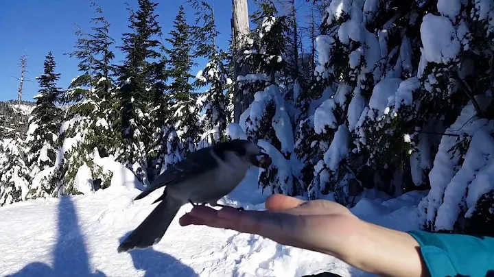 Whiskey Jack bird eats from my hand