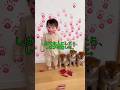 しばを犯人にしたら、しばが反論した。#柴犬 #ショート動画 #かわいい犬 #かわいい