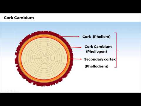 ვიდეო: არის კამბიუმი პროკამბიუმი?