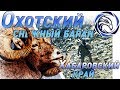 ГОРНАЯ ОХОТА НА ОХОТСКОГО СНЕЖНОГО БАРАНА. ФИЛЬМ ПЕРВЫЙ