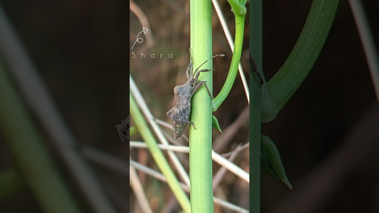 Leaf-footed bug 🪲🍃, belonging to the family Coreidae 🐞🌿 