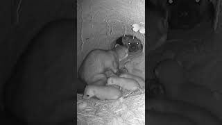 Sudden Shadow at a Swamp Bank Hole Nest