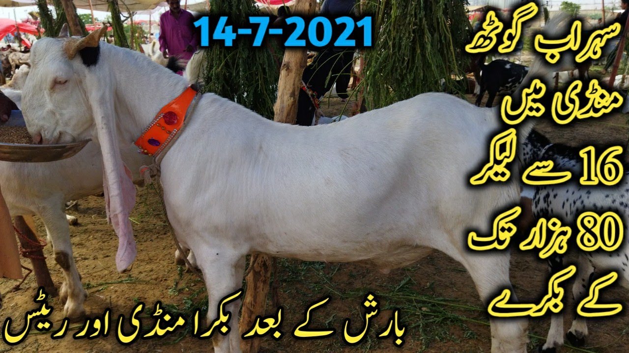 Sohrab Goth Bakra Mandi 16 thousand To 80k Goats price 14 July 2021