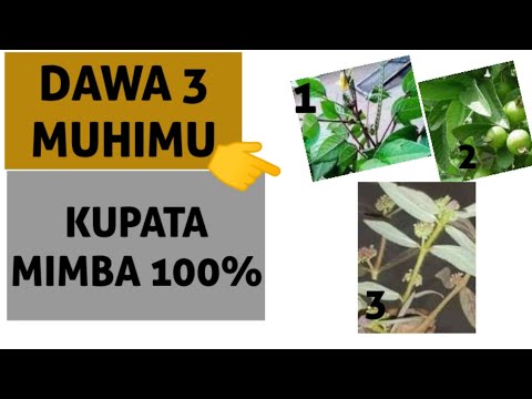 dawa-ya-kupata-mimba-haraka-dawazamimba-youtube