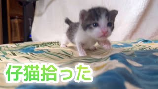 【保護猫】知識0で初めて猫を飼う。成長記録。