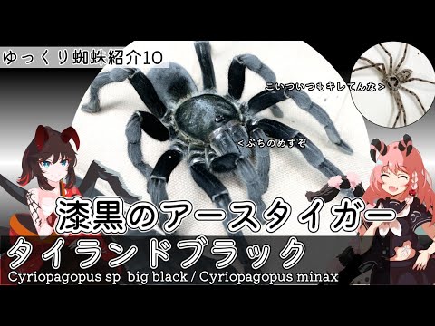 Slow introduction and explanation of tarantulas] The jet-black