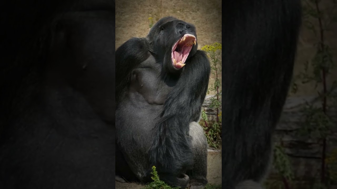 TOP 10 ANIMALS STRONGEST BITES 