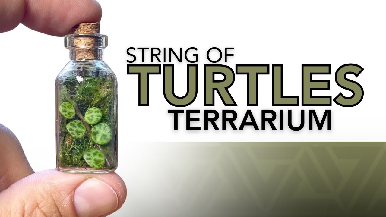 How to make a miniature terrarium - YouTube
