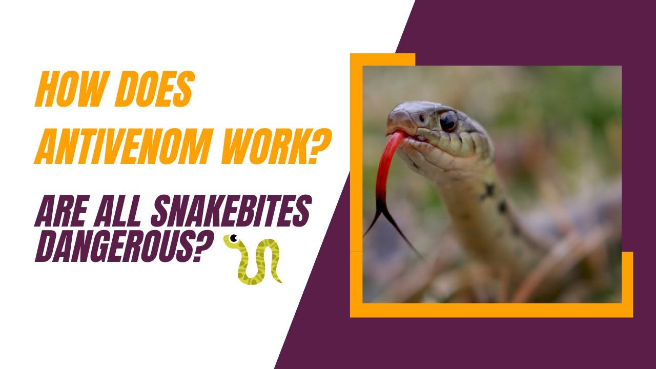 How does antivenom work? YouTube