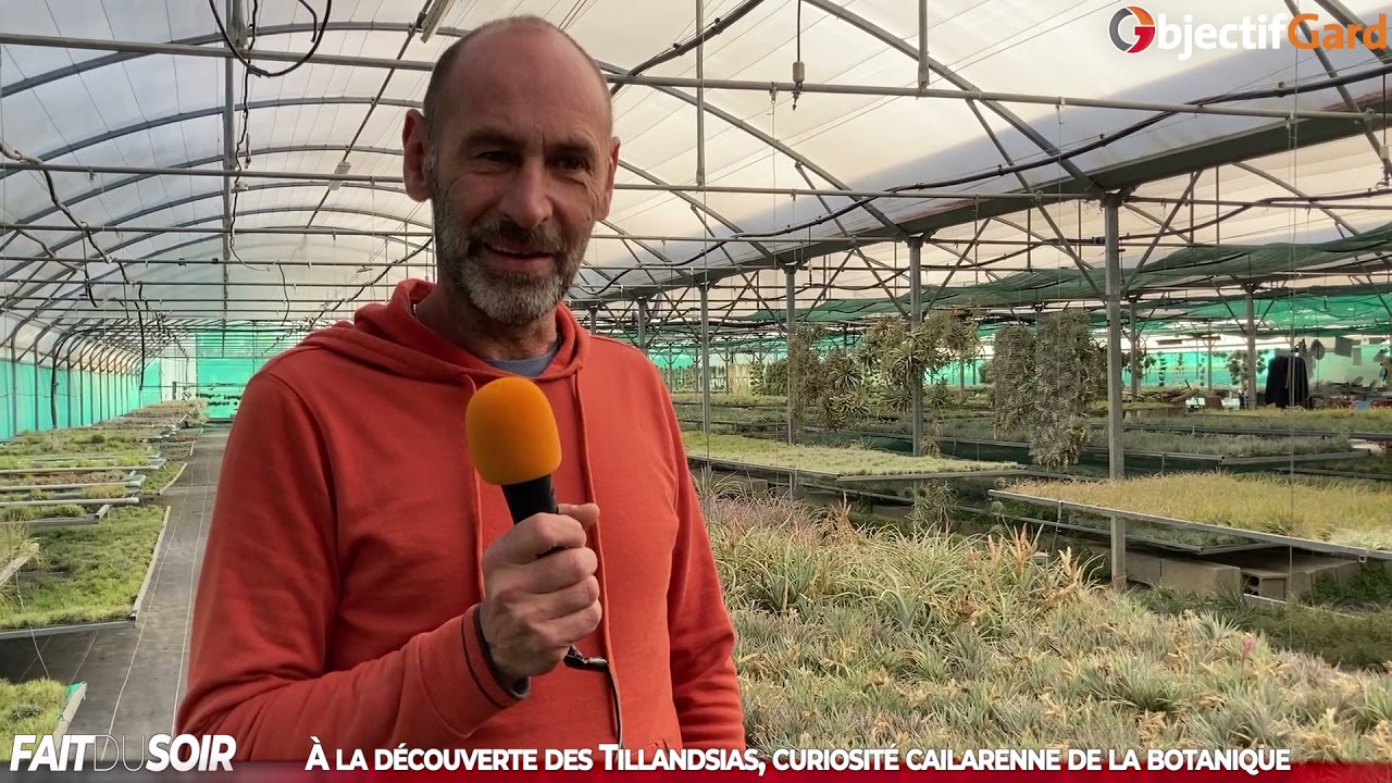 FAIT DU SOIR - À la découverte des Tillandsias, curiosité cailarenne de la botanique