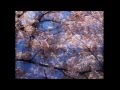 四季（春）～ ヴィヴァルディVIVALDI