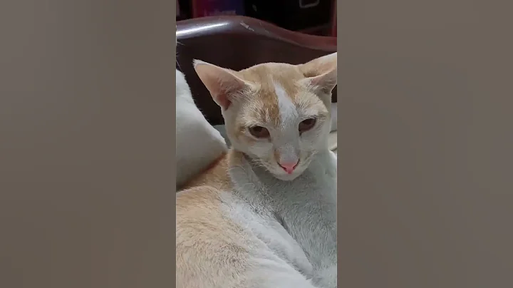 Video 2940781: fight cute, funniest cats