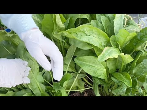 Video: Nhân giống hạt Mayhaw: Cách trồng cây Mayhaw từ hạt giống