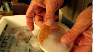 The Trout Eggs Arrive